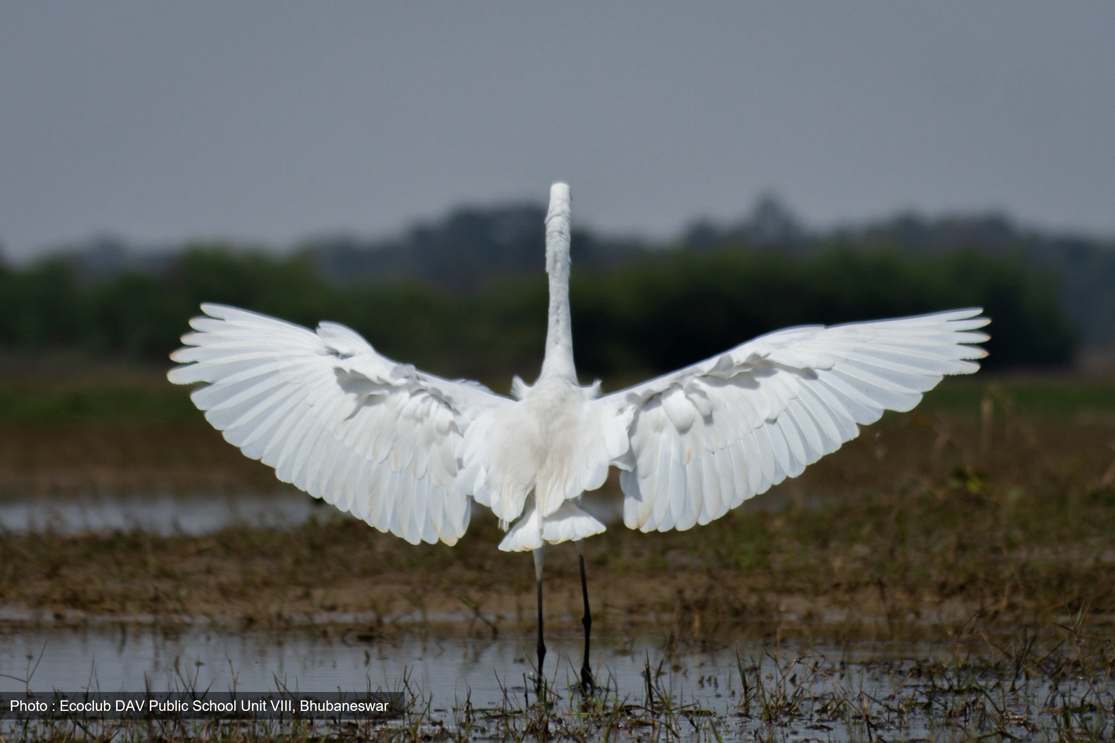 Life in the marsh