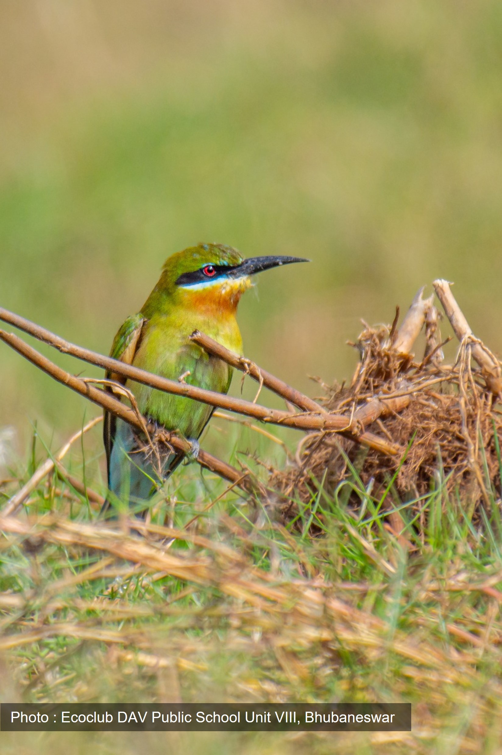 Life in the marsh