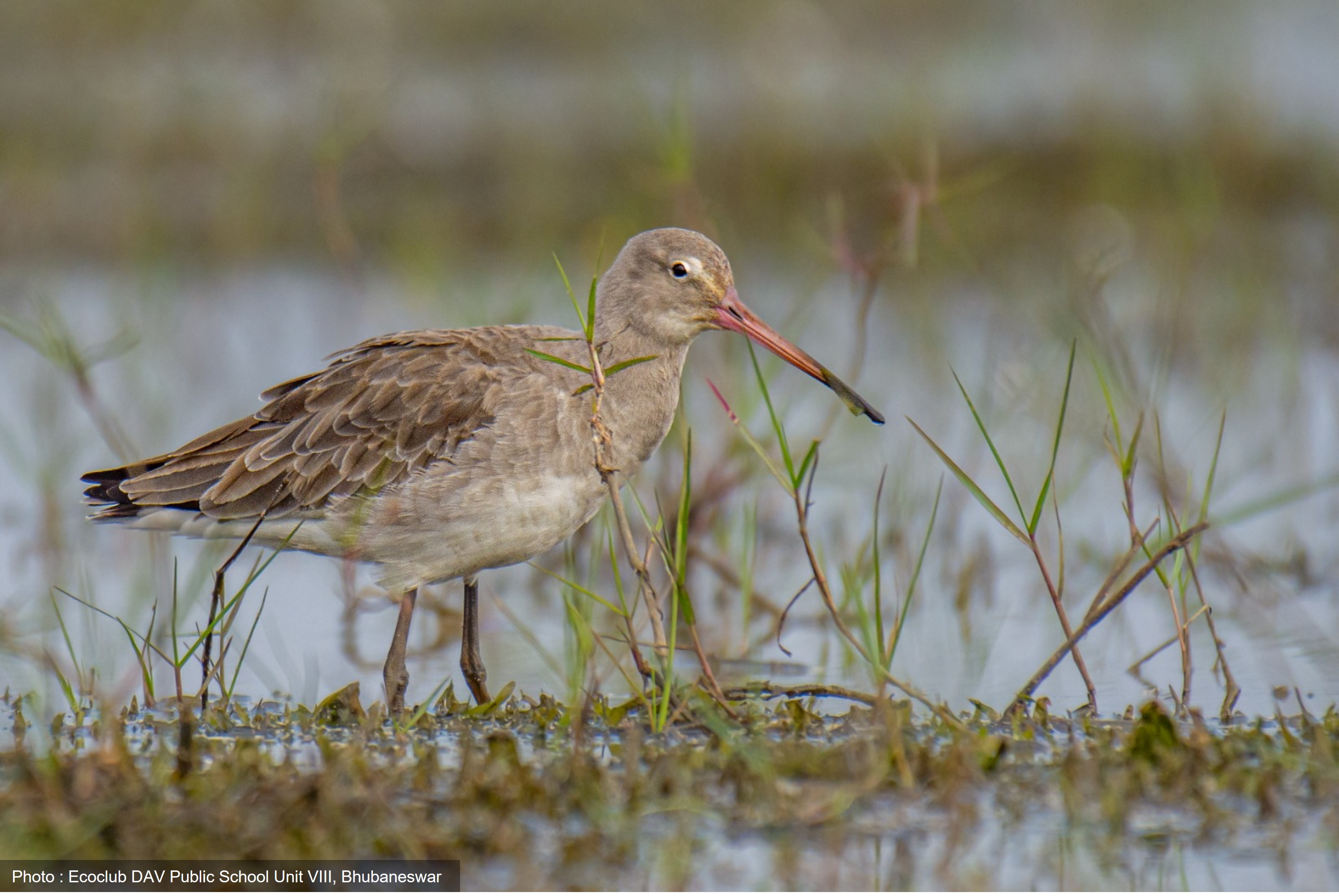 Life in the Marsh